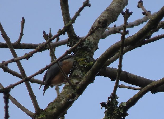 Garrapoa  - Juana Oyanguren