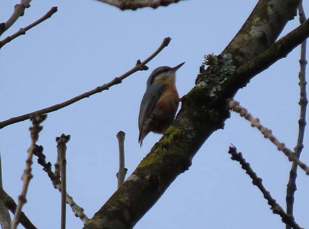 Garrapoa  - Juana Oyanguren