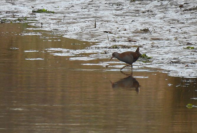 Uroilanda handia  - Juana Oyanguren