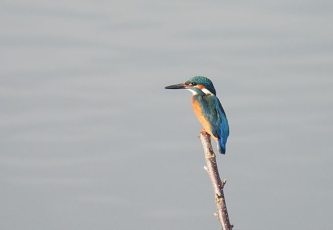 Martin arrantzalea  - Juana Oyanguren