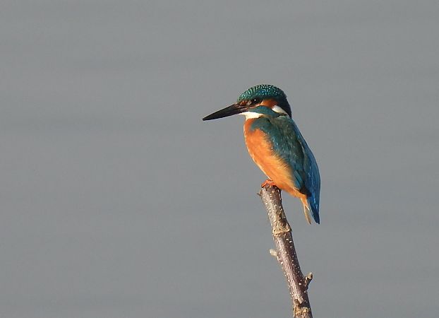 Martin arrantzalea  - Juana Oyanguren