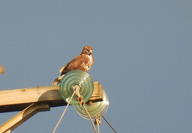 Zapelatz arrunta  - Juana Oyanguren