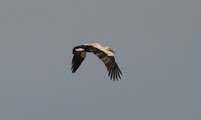 Zikoina zuria  - Juana Oyanguren