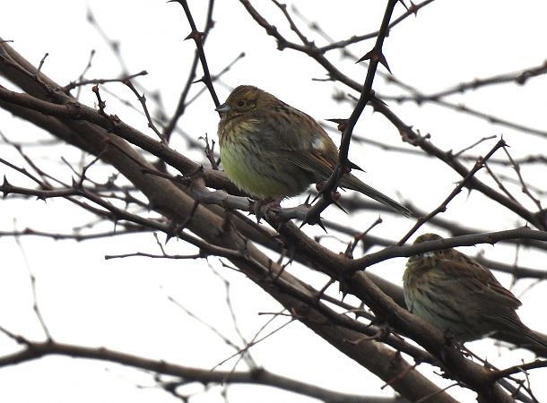 Hesi-berdantza  - Juana Oyanguren