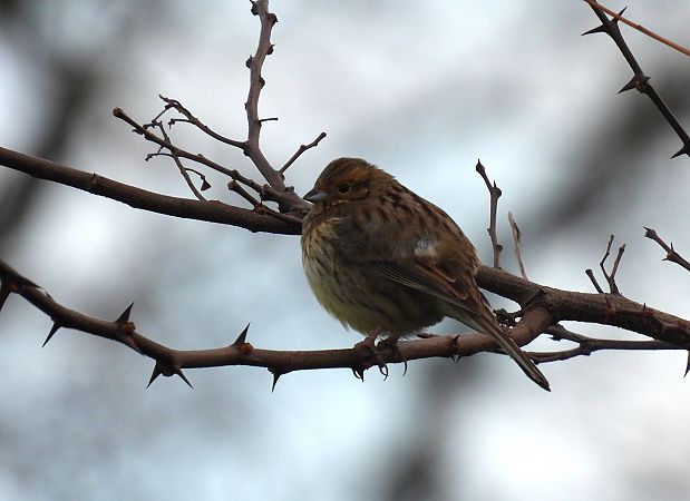 Hesi-berdantza  - Juana Oyanguren