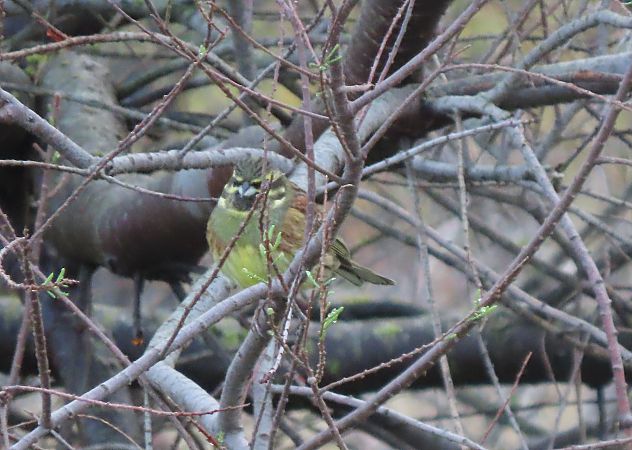 Escribano Soteño  - Juana Oyanguren
