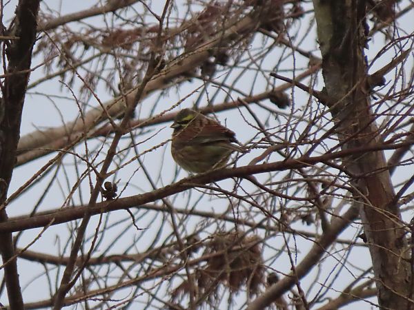 Hesi-berdantza  - Juana Oyanguren