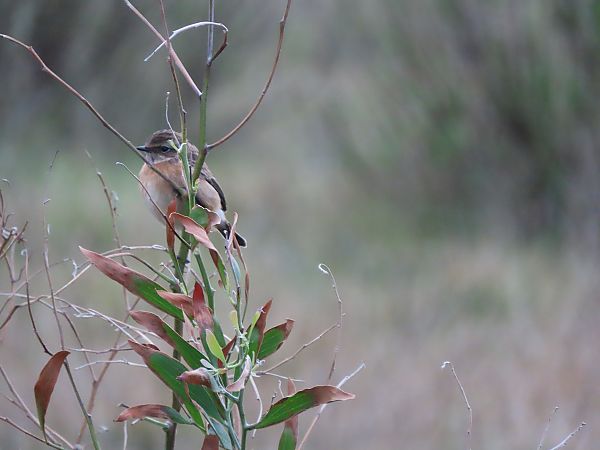 Pitxartxar burubeltza  - Juana Oyanguren