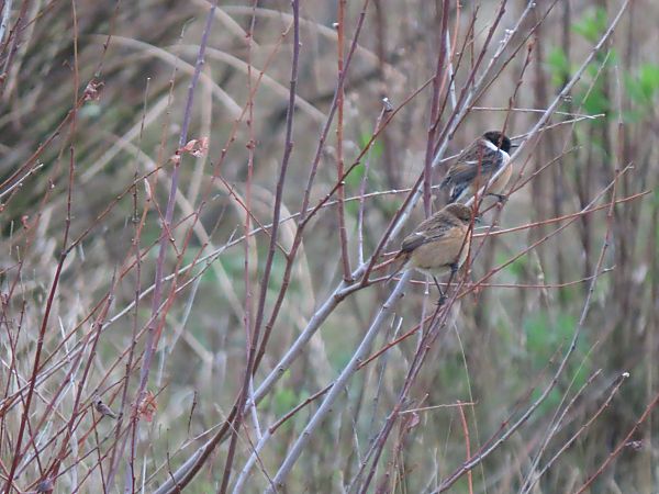 Pitxartxar burubeltza  - Juana Oyanguren