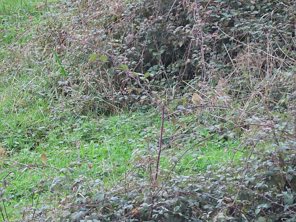 Txio arrunta  - Juana Oyanguren