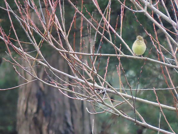 Hesi-berdantza  - Juana Oyanguren