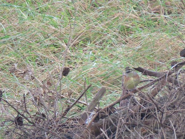 Hesi-berdantza  - Juana Oyanguren