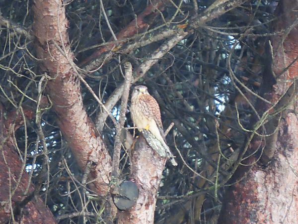 Belatz gorria  - Juana Oyanguren
