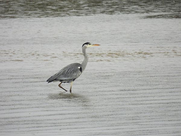 Koartza hauskara  - Juana Oyanguren
