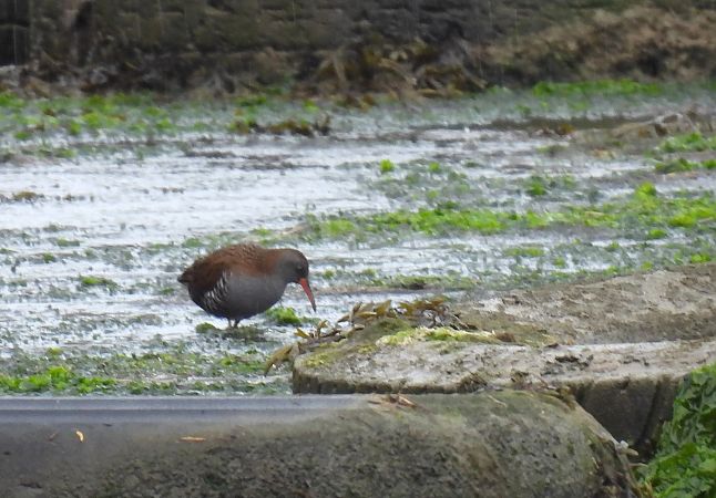 Uroilanda handia  - Juana Oyanguren