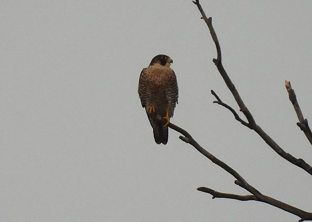 Belatz handia  - Juana Oyanguren