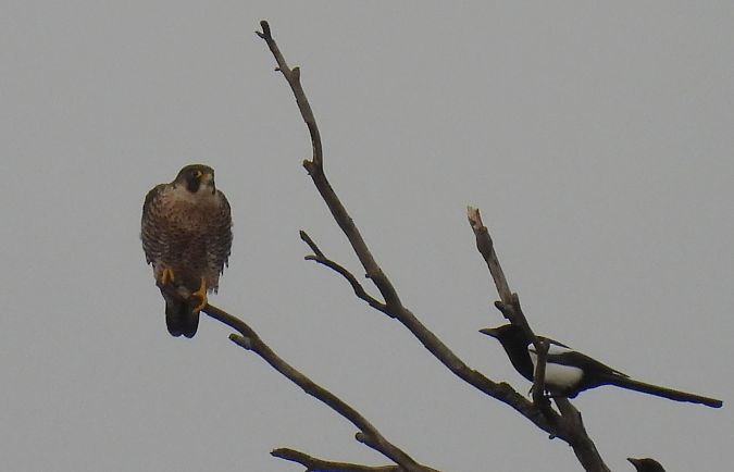 Belatz handia  - Juana Oyanguren