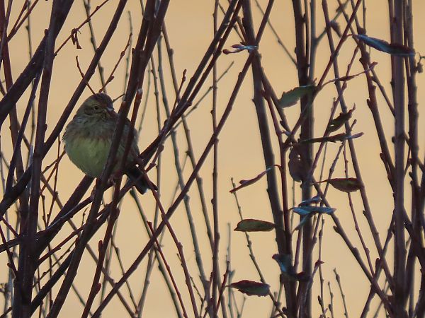 Hesi-berdantza  - Juana Oyanguren