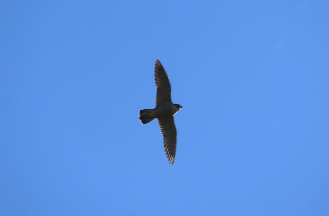 Belatz handia  - Juana Oyanguren