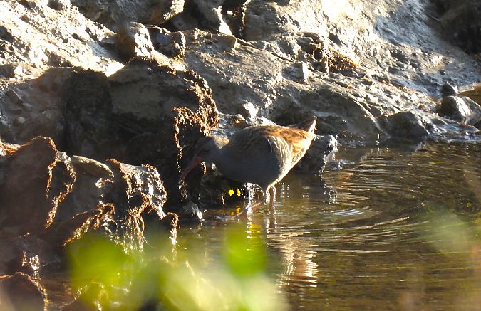 Uroilanda handia  - Juana Oyanguren