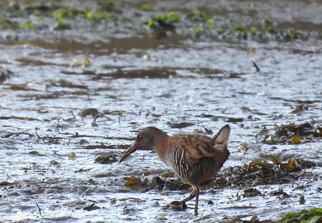 Uroilanda handia  - Juana Oyanguren