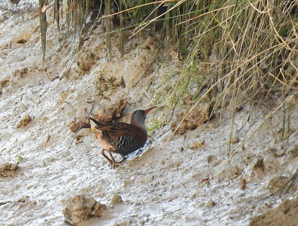 Uroilanda handia  - Juana Oyanguren