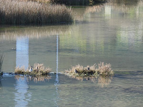 Istingor arrunta  - Juana Oyanguren