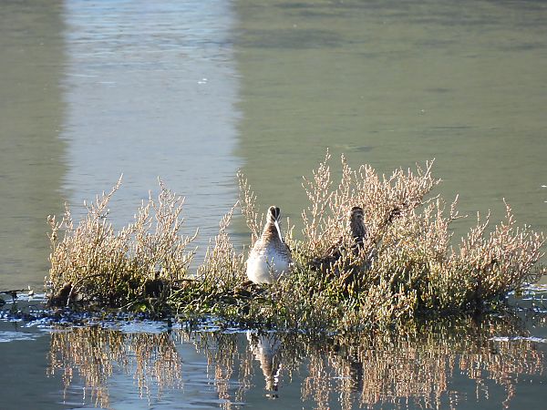 Istingor arrunta  - Juana Oyanguren