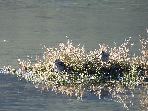 Istingor arrunta  - Juana Oyanguren