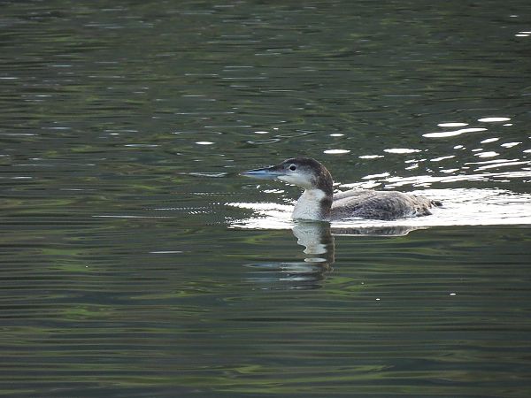 Aliota handia  - Juana Oyanguren