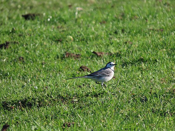 Buztanikara zuria  - Juana Oyanguren