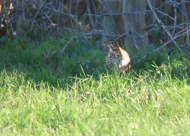 Birigarro arrunta  - Juana Oyanguren