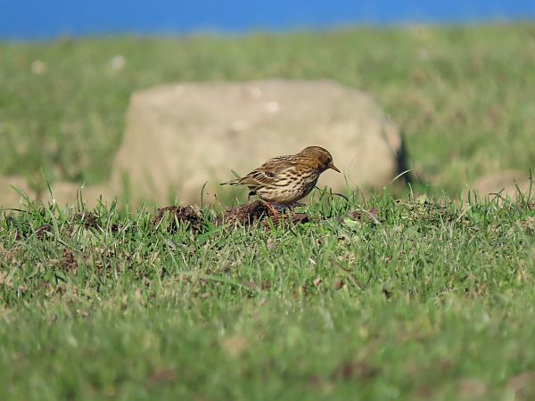 Negu-txirta  - Juana Oyanguren