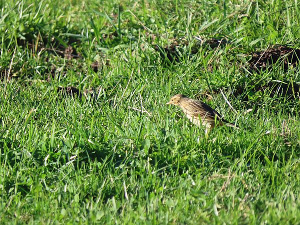 Negu-txirta  - Juana Oyanguren