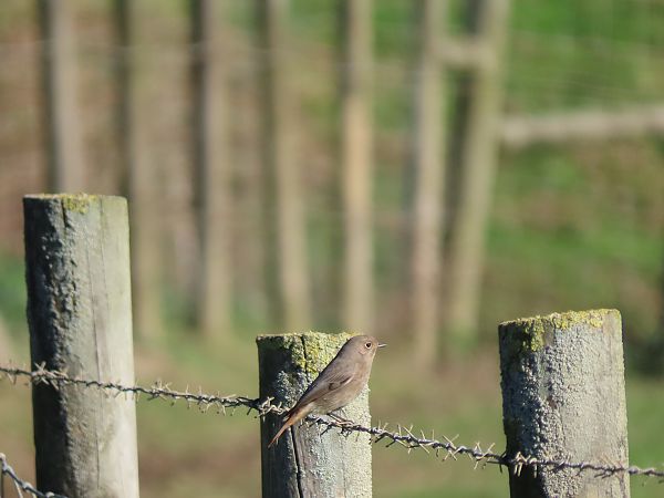 Buztangorri iluna  - Juana Oyanguren