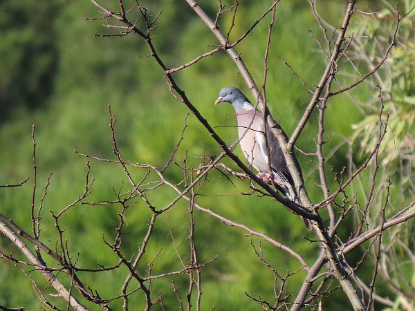 Pagausoa  - Juana Oyanguren