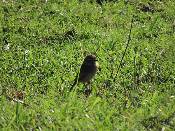 Pitxartxar burubeltza  - Juana Oyanguren