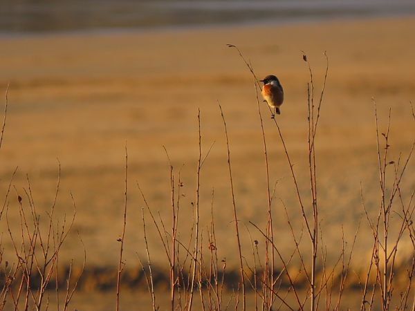 Pitxartxar burubeltza  - Juana Oyanguren