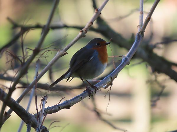 Txantxangorria  - Juana Oyanguren