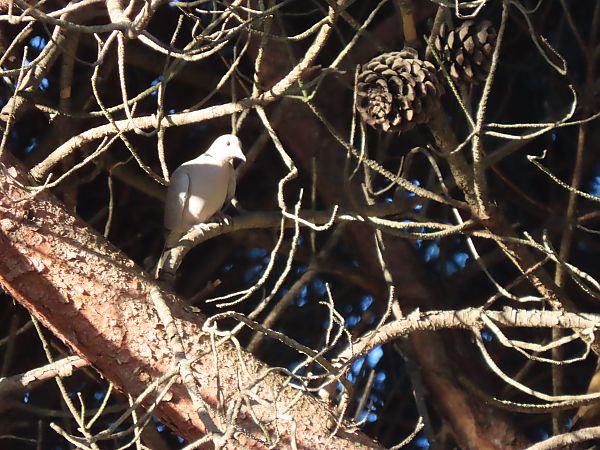 Usapal turkiarra  - Juana Oyanguren