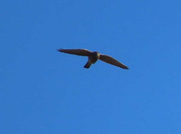 Belatz gorria  - Juana Oyanguren