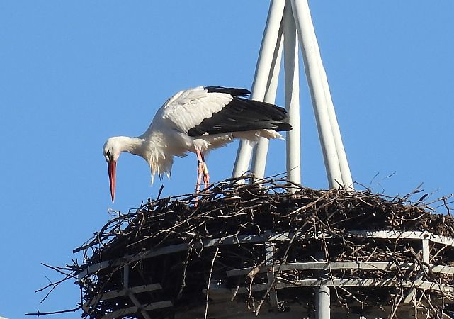 Zikoina zuria  - Juana Oyanguren