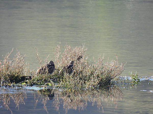 Istingor arrunta  - Juana Oyanguren