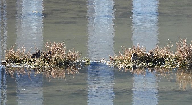 Istingor arrunta  - Juana Oyanguren