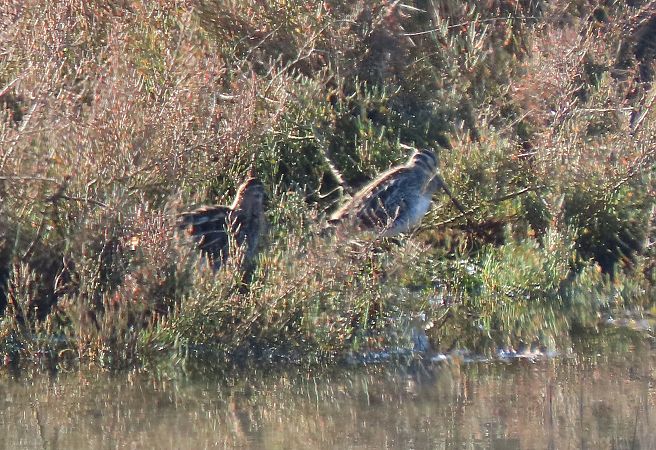 Istingor arrunta  - Juana Oyanguren