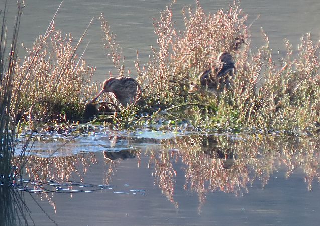 Istingor arrunta  - Juana Oyanguren