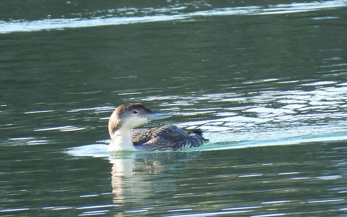 Aliota handia  - Juana Oyanguren