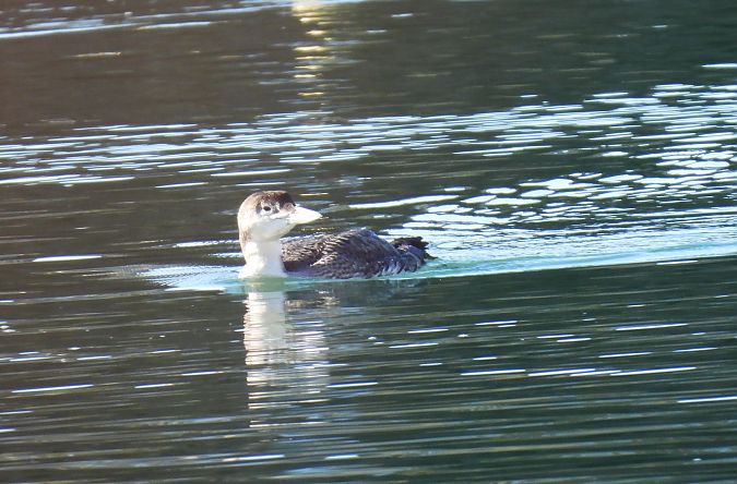 Aliota handia  - Juana Oyanguren