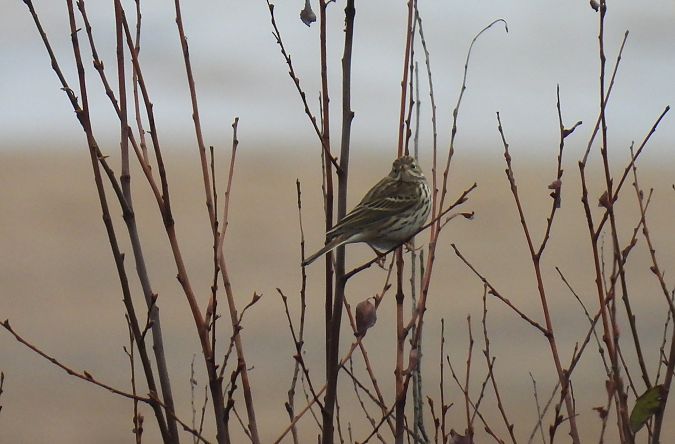 Negu-txirta  - Juana Oyanguren