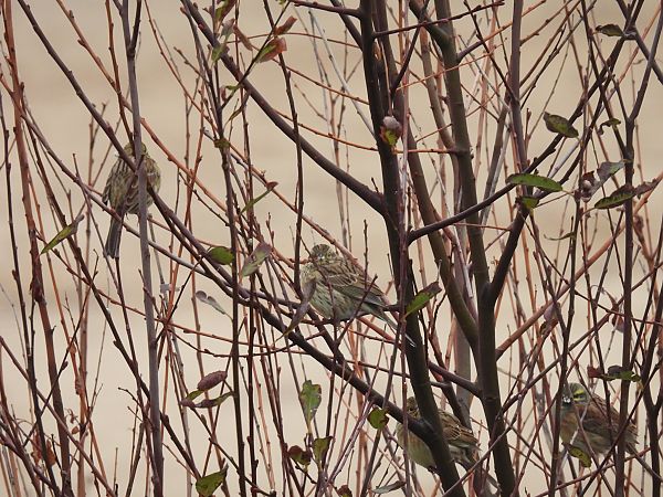 Hesi-berdantza  - Juana Oyanguren